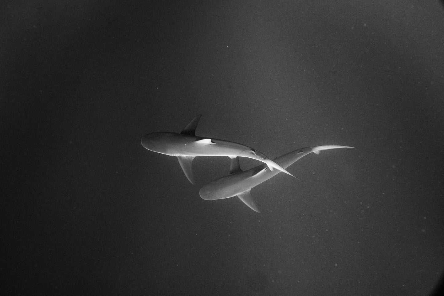 Beneath the Surface